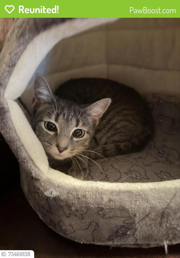 Reunited Female Cat last seen Near hw 25 gallatin tn, Gallatin, TN 37066