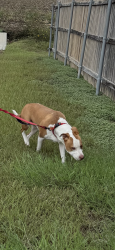 Lost Male Dog last seen Creekside curve, New Braunfels, TX 78130