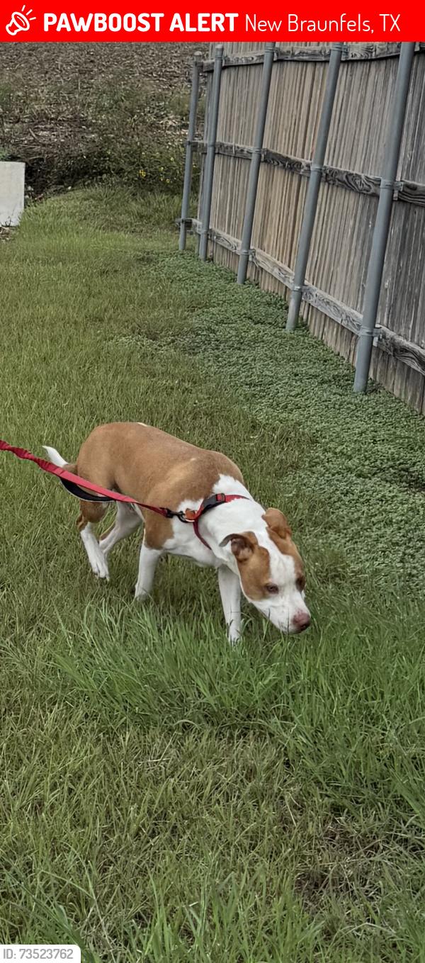 Lost Male Dog last seen Creekside curve, New Braunfels, TX 78130