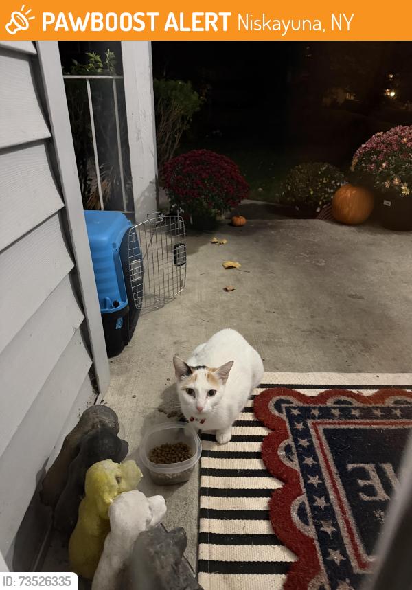 Found/Stray Female Cat last seen Off River Rd, Blatnick Park area, Niskayuna, NY 12309