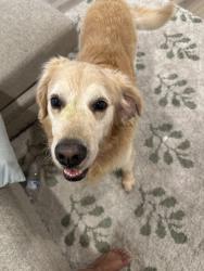 Reunited Male Dog last seen Summerfield rd, Monroe County, MI 49270