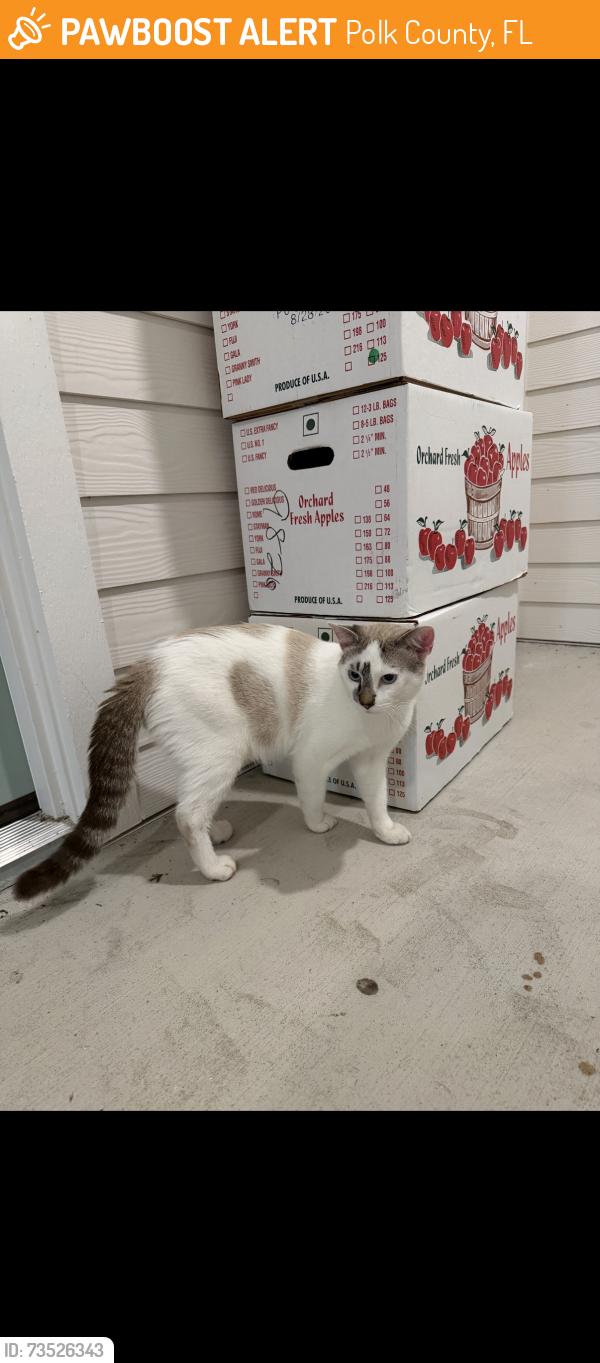 Found/Stray Unknown Cat last seen Carlton Arms, Pediatrics, Cypress Gardens BLVD, Polk County, FL 33843