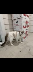 Found/Stray Unknown Cat last seen Carlton Arms, Pediatrics, Cypress Gardens BLVD, Polk County, FL 33843