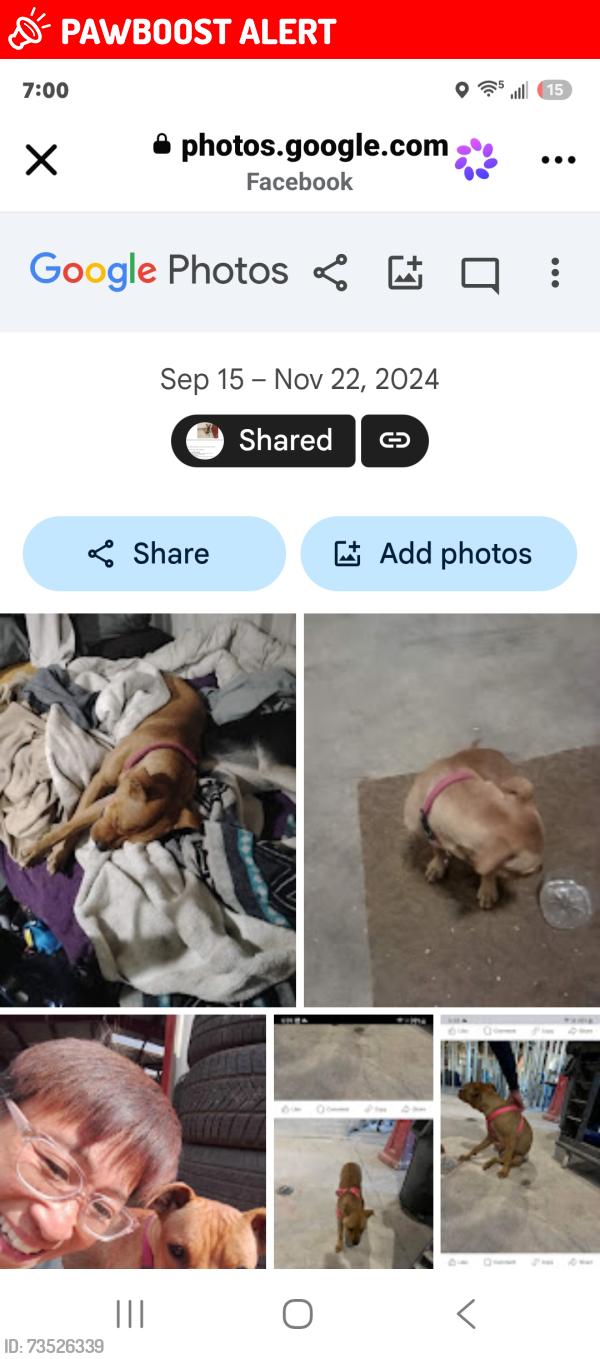 Lost Female Dog last seen Filmore and north Teton st, Colorado Springs, CO 80907