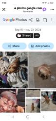Lost Female Dog last seen Filmore and north Teton st, Colorado Springs, CO 80907