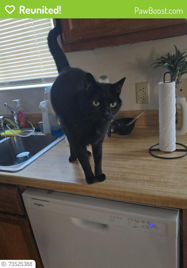 Reunited Male Cat last seen Last seen near the hse, Bellview, FL 32526