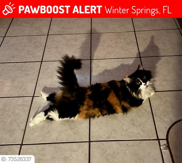 Lost Female Cat last seen Sherry Ave, Winter Springs, FL 32708