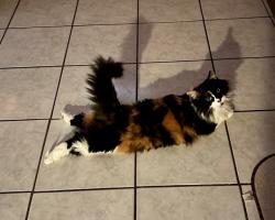 Lost Female Cat last seen Sherry Ave, Winter Springs, FL 32708