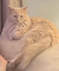 Lost Female Cat last seen Ohio Ave and 8th street, Glassport, PA 15045