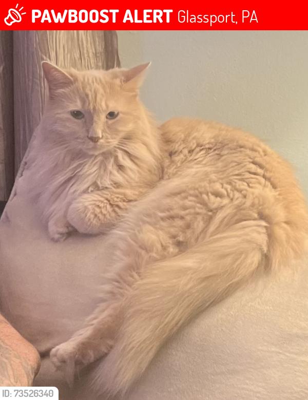 Lost Female Cat last seen Ohio Ave and 8th street, Glassport, PA 15045