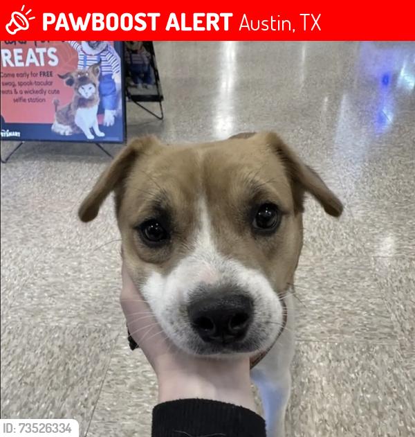 Lost Female Dog last seen Super Walmart, Austin, TX 78704