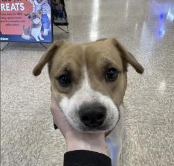 Lost Female Dog last seen Super Walmart, Austin, TX 78704