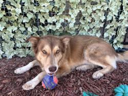 Lost Male Dog last seen Papago and North Kioha Dr, Eloy, AZ 85131
