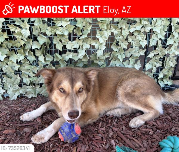 Lost Male Dog last seen Papago and North Kioha Dr, Eloy, AZ 85131