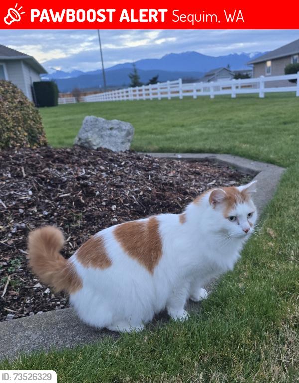 Lost Male Cat last seen MacLeay / MacBeth / Wheeler Rd, Sequim, WA 98382
