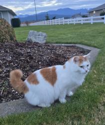 Lost Male Cat last seen MacLeay / MacBeth / Wheeler Rd, Sequim, WA 98382
