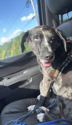Lost Male Dog last seen At home, Saint Joseph, MO 64507