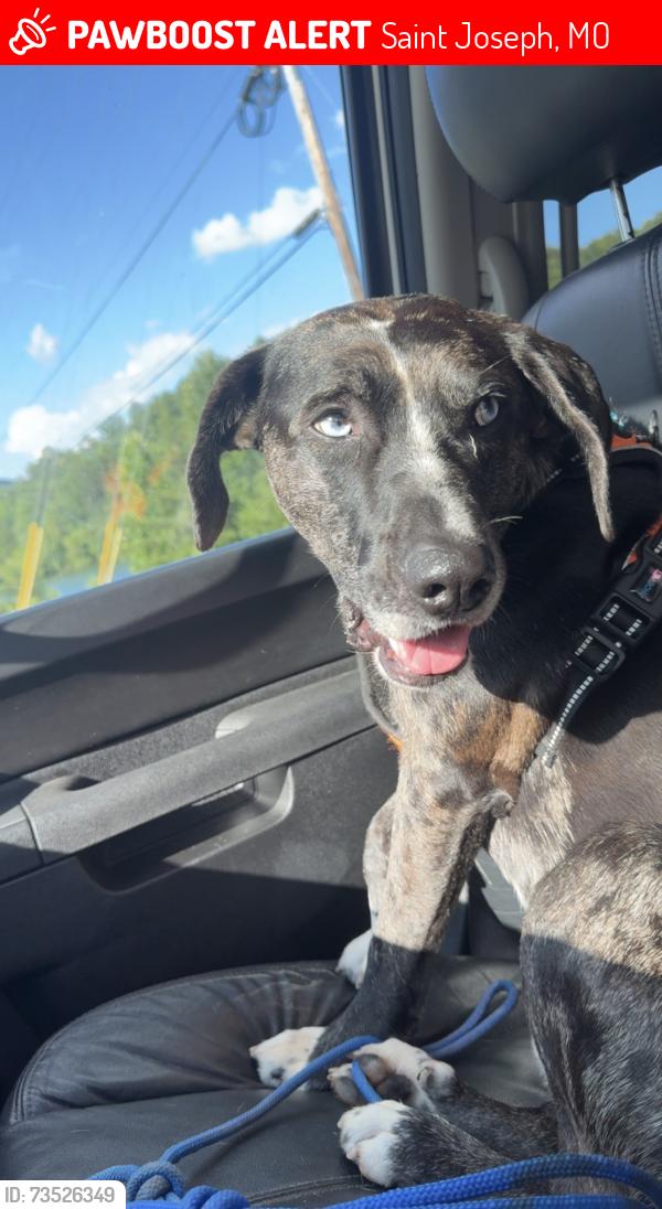 Lost Male Dog last seen At home, Saint Joseph, MO 64507