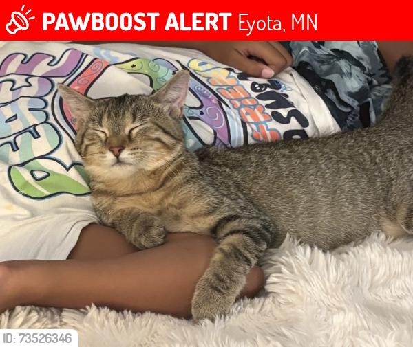 Lost Female Cat last seen Robert Ave SW & Jefferson Ave SW, Eyota, MN 55934