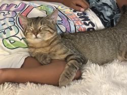 Lost Female Cat last seen Robert Ave SW & Jefferson Ave SW, Eyota, MN 55934