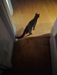 Reunited Female Cat last seen Near Pine Tree Lane, West Palm Beach, FL 33406