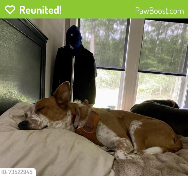 Reunited Male Dog last seen Cloudland at Lookout Mt. near Scenic Hwy & Durham Rd, Lookout Mountain, GA 30750