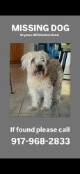 Lost Male Dog last seen Ada Place and Duncan Road, Staten Island, NY 10301