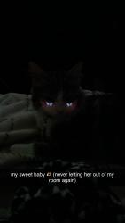 Reunited Female Cat last seen rockpoint apmts, Bluffdale, UT 84065