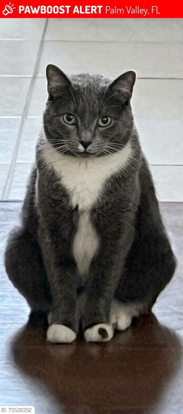 Deceased Female Cat last seen Founders Way and Marsh Landing Parkway, Palm Valley, FL 32082