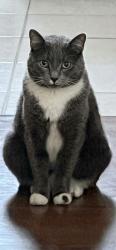Lost Female Cat last seen Founders Way and Marsh Landing Parkway, Palm Valley, FL 32082