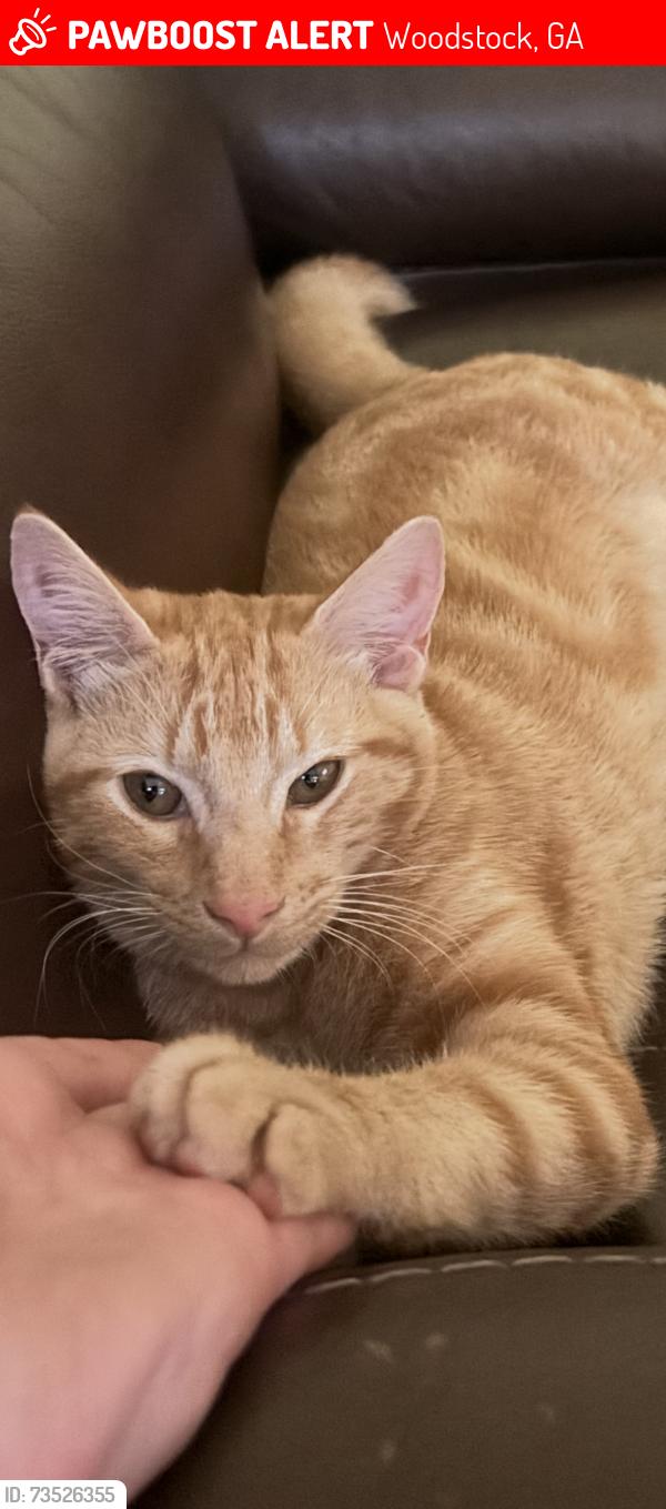 Lost Male Cat last seen Buckhead xing and dreamcather, Woodstock, GA 30189