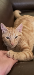 Lost Male Cat last seen Buckhead xing and dreamcather, Woodstock, GA 30189