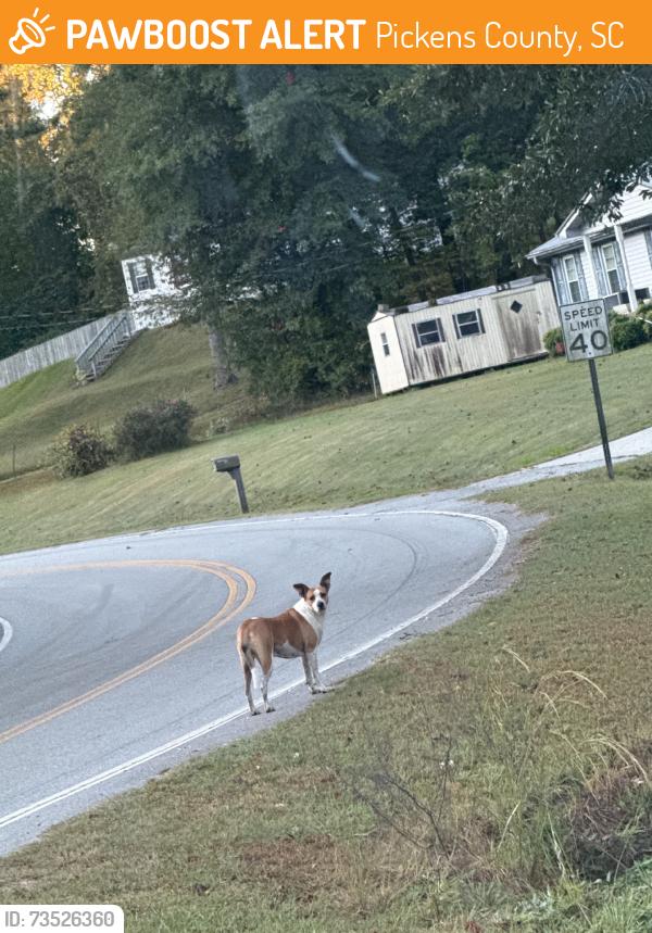 Found/Stray Female Dog last seen State rd, Pickens County, SC 29671