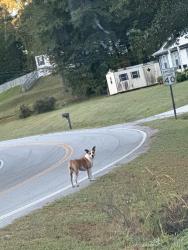Found/Stray Female Dog last seen State rd, Pickens County, SC 29671