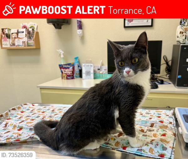 Lost Female Cat last seen Santa Fe Ave / Crenshaw Blvd, Torrance, CA 90501