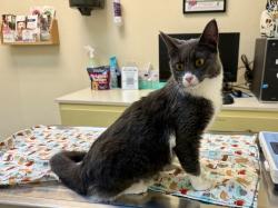 Lost Female Cat last seen Santa Fe Ave / Crenshaw Blvd, Torrance, CA 90501