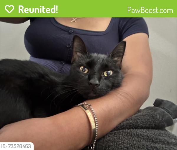 Reunited Male Cat last seen Near PGA Blvd, Palm Beach Gardens, FL 33410, USA, Palm Beach Gardens, FL 33410