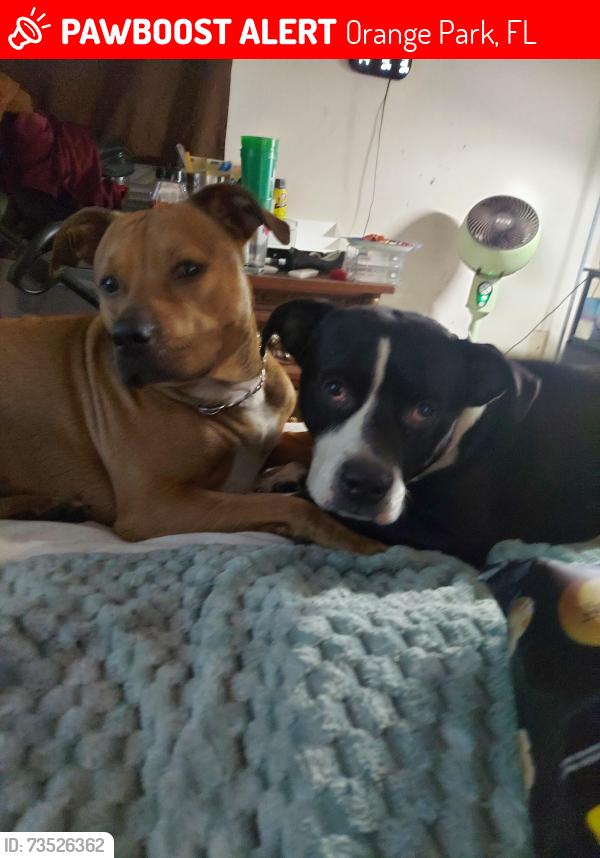 Lost Male Dog last seen Tanglewood, Orange Park, FL 32065