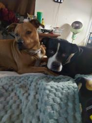 Lost Male Dog last seen Tanglewood, Orange Park, FL 32065
