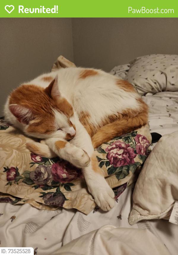 Reunited Male Cat last seen 43rd and noland, Independence, MO 64055