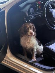 Reunited Unknown Dog last seen 30th Street and Chester Road, Marion Township, MN 55904