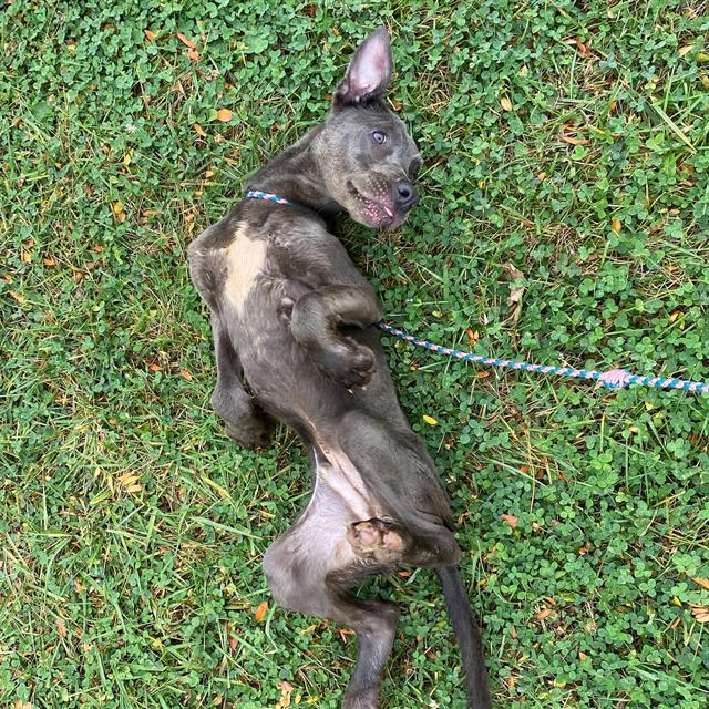 Shelter Stray Male Dog last seen Near, 5001 E Raymond St, Indianapolis, IN 46203, USA