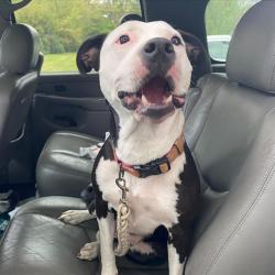 Shelter Stray Female Dog last seen Near, 5001 E Raymond St, Indianapolis, IN 46203, USA