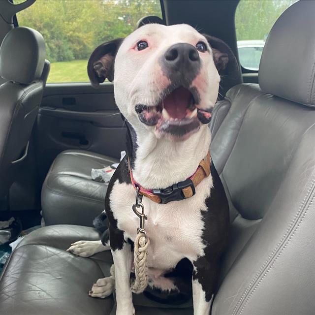 Shelter Stray Female Dog last seen Near, 5001 E Raymond St, Indianapolis, IN 46203, USA