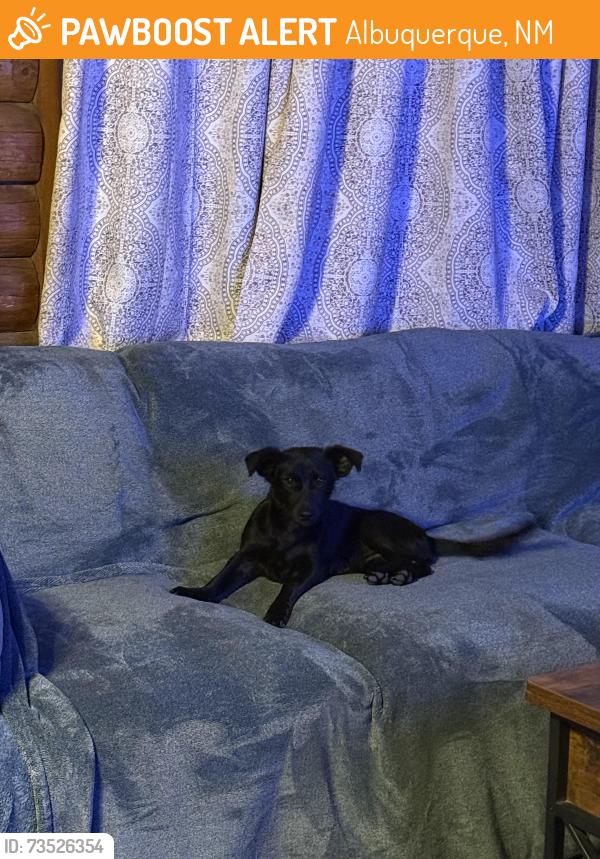 Found/Stray Female Dog last seen Raymac & Palacio sw, Albuquerque, NM 87105