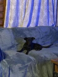 Found/Stray Female Dog last seen Raymac & Palacio sw, Albuquerque, NM 87105