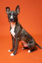 Shelter Stray Female Dog last seen CHARLOTTE, 8315 Byrum Dr, Charlotte, NC 28217, USA