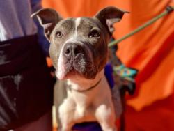 Shelter Stray Female Dog last seen CHARLOTTE, 8315 Byrum Dr, Charlotte, NC 28217, USA