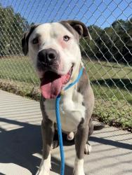 Shelter Stray Male Dog last seen CHARLOTTE, 8315 Byrum Dr, Charlotte, NC 28217, USA