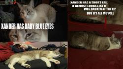 Lost Male Cat last seen Foothill, Fontana, CA 92336